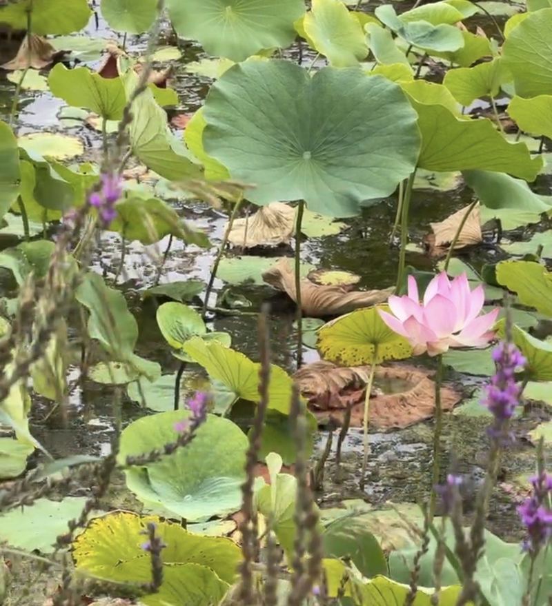 A pink lotus flower among lotus leaves in a pond at Zhangye National Wetland Park